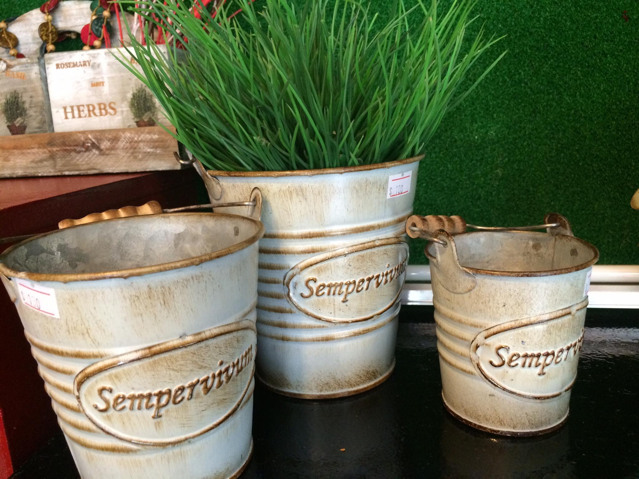 Bộ 3 xô sempervivum Giá bán: 350.000đ