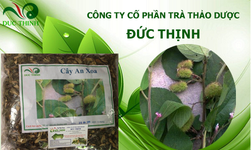 cây an xoa chữa bệnh gan hiệu quả Giá bán: 130đ
