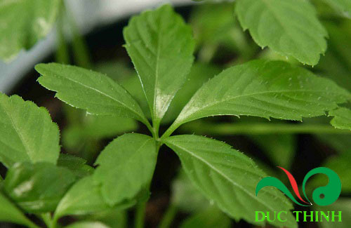 thảo dược giảo cổ lam Giá bán: 220.000đ