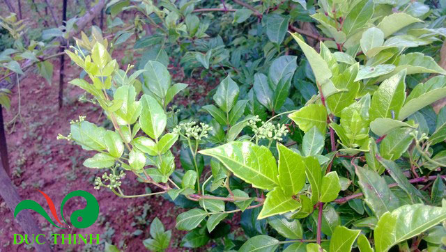 chè dây chè dây Giá bán: 100đ