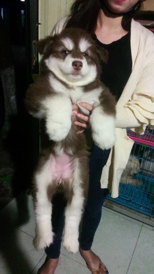 alaska nâu đỏ , cái , 3 tháng tuổi Giá bán: 10.000.000đ