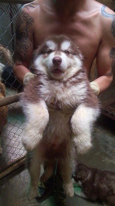 alaska nâu đỏ , cái , 3 tháng tuổi alaska nâu đỏ , cái , 3 tháng tuổi Giá bán: 10.000.000đ