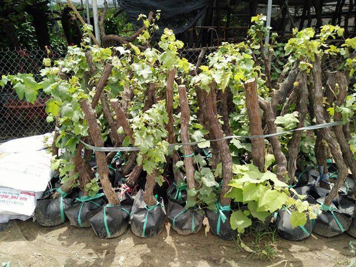 bưởi, nho, ổi, cam, sầu riêng, ... cây gì em cũng có Giá bán: 18.000đ