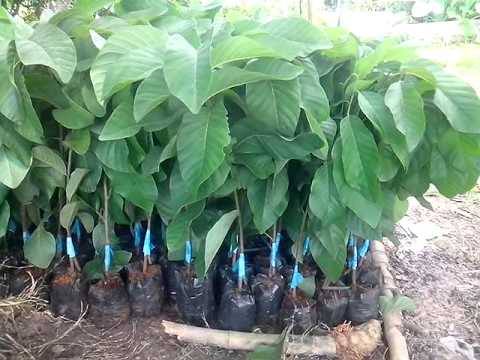 bưởi, nho, ổi, cam, sầu riêng, ... cây gì em cũng có Giá bán: 18.000đ