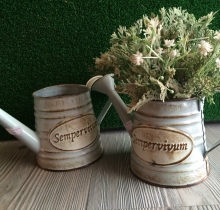 Bình tưới sempervivum