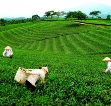 Trà Xanh Thái Nguyên 